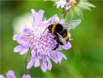 Kent's Plan Bee release the Community Pollinator Toolkit and Pollinators of Kent guide