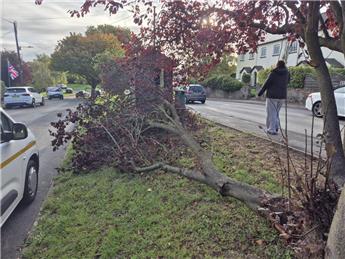 Fallen Branch - High Road